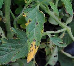 Image result for tomato seedling xanthomonas vesicatoria