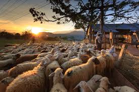 519 likes · 53 talking about this. The Lord Is My Shepherd What Does This Mean