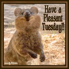 Have A Pleasant Tuesday Quokka Quokka Animals Happy Animals