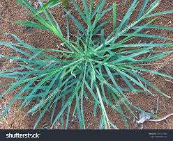 Image result for Eleusine