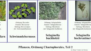 Image result for Selaginella buchholzii