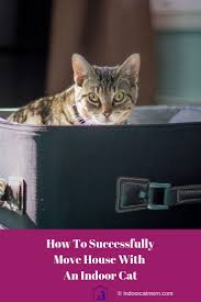 The toxicity of various plants and flowers can range from mild to severe, depending on the poisonous. Successfully Move House With An Indoor Cat Indoor Cat Moving House Cats