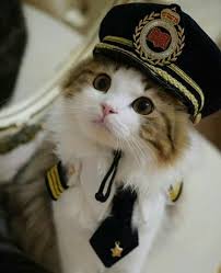 Yarabbim Bu Guzellik Ne Cute Kittens Sevimli Kedi Yavrulari Sevimli Kediler