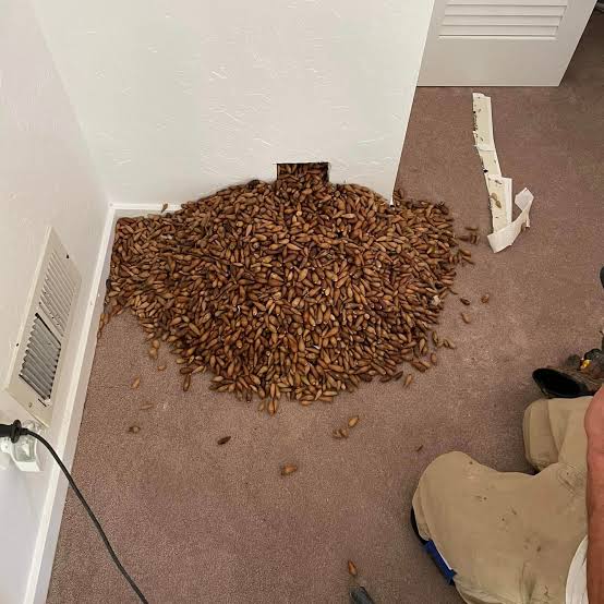 Woodpecker stashes more than 700 pounds of acorns in house, pest control company says