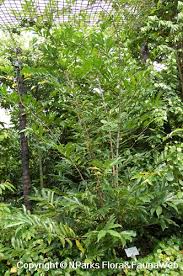 Image result for Artabotrys