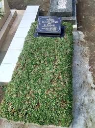 Gedung shorgum sebelah gedung outlet. Jual Rumput Gajah Mini Cocok Mawar Indah Tasikmalaya