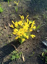 Image result for Cyrtanthus breviflorus