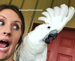 Kingmajesty_and_princessrose