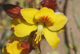 Image result for Erythrostemon