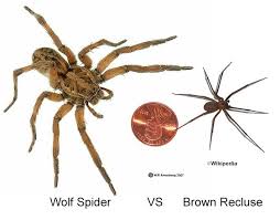 Size The Wolf Spider Is Substantially Larger Than The Brown Recluse By About 3x Description From Spearspestco Brown Recluse Wolf Spider Brown Recluse Spider