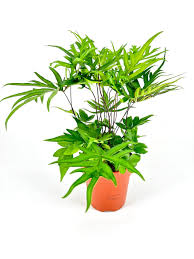 Image result for Doryopteris