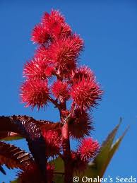 Image result for Ricinus communis
