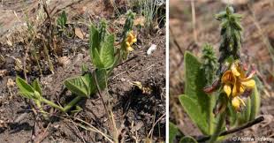 Image result for Eriosema monticola