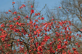 Care'texas scarlet' is an easy plant to establish in full sun to partial shade. Flowering Quince Plant Care Growing Guide