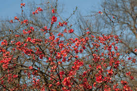 Maybe you would like to learn more about one of these? Flowering Quince Plant Care Growing Guide