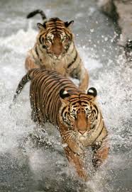  Harimau Sumatera Cakrawala241 Animals Beautiful Tiger Beautiful Cats