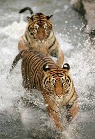 Spirited away, studio ghibli, anime, water, built structure. Harimau Sumatera Cakrawala241 Binatang Buas Binatang Harimau