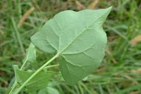 Image result for Rumex sagittatus