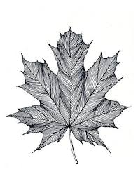 Drawing Ideas Ink Art Ink Pen Drawings Maple Leaf Prints