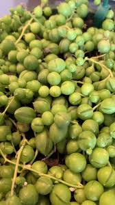 PLANT LOVERS I NEED YALLS HELP!??!!!#succulentmealybugremoval #mealybugs  #stringofpearls #planttiktok #plantcaretips