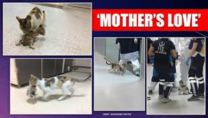 Emergency pet care and cats. Turkey Mother Cat Walks Into Hospital Seeking Help For It S Sick Kitten