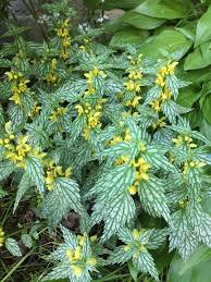 Image result for Lamium galeobdolon