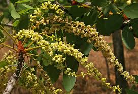 Image result for Burkea africana