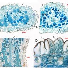 Image result for Rhaptopetalum evrardii