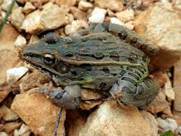 Image result for Lepidagathis eriocephala