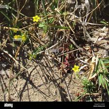 Image result for Sebaea sedoides