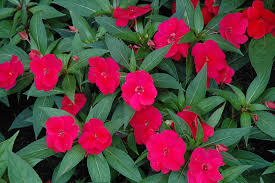 Image result for Impatiens irvingii