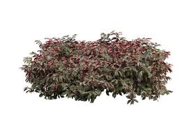 Image result for Excoecaria