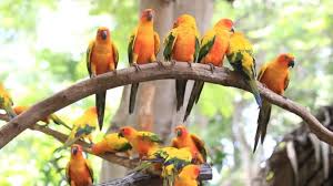Select from premium bird group of the highest quality. Cute Sun Conure Parrot Bird Group On Tree Branch Hd Clip Video By C Koko Tewan Stock Footage 59412463