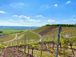 Landschaftlich reizvoll liegt ipsheim im aischgrund, an der mittelfränkischen bocksbeutelstraße und an der aischgründer bierstraße. Weinbauverein Ipsheim Facebook