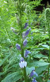 Lobelia Siphilitica Great Blue Lobelia Amanda S Garden Dark Blue Flowers Plants Different Plants