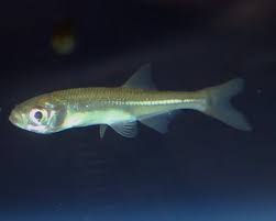 Image result for Leucas princei