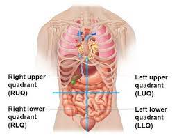 Free online quiz anatomy quadrants & regions. Anatomy Quadrants Regions And Description Flashcards Quizlet