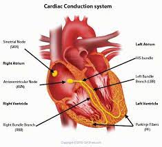 Hearts Conduction System In Order Bookstore Or Etext Mypearsonstore Com Rental Or Own Etext Ecg Interpretation Cardiac Continuing Education For Nurses