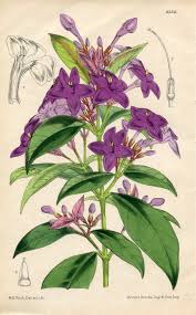 Image result for Eranthemum laxiflorum