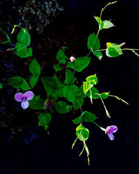 Image result for Canscora diffusa