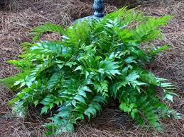 Japanese holly fern mottle virus rna1, complete genome. Holly Fern 1 Gallon Perennial Perennials For Cut Flowers Foliage Gardener Direct