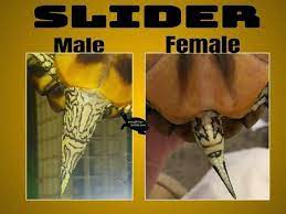 Male Vs Female Slider Red Eared Slider Turtle Red Eared Slider Slider Turtle