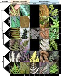 Image result for Cheilanthes angustifrondosa