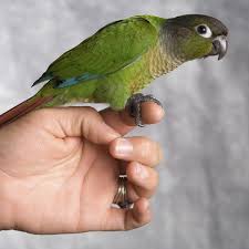 Basic Information Sheet Conure Lafebervet