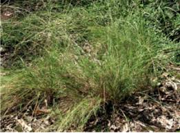 Image result for Enteropogon