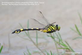 Image result for Gonatopus clavatus