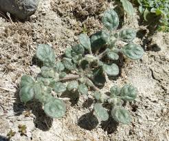 Image result for Glinus lotoides