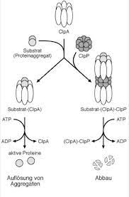 Proteasen sind enzyme, die proteine bzw. Atp Abhangige Proteasen Lexikon Der Biologie