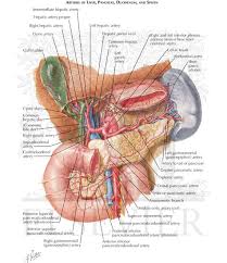 Liver diseases include hepatitis, cancer of the liver, infections, medications, genetic conditions, and blood flow problems. Blood Supply Of Stomach And Duodenum Continued Arteries Of Liver Pancreas Duodenum And Spleen