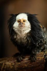 Image result for Monotes glaber